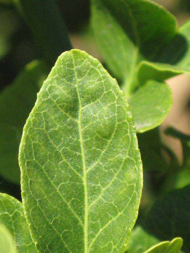                Margin (Swingle, Riverside, CA)       